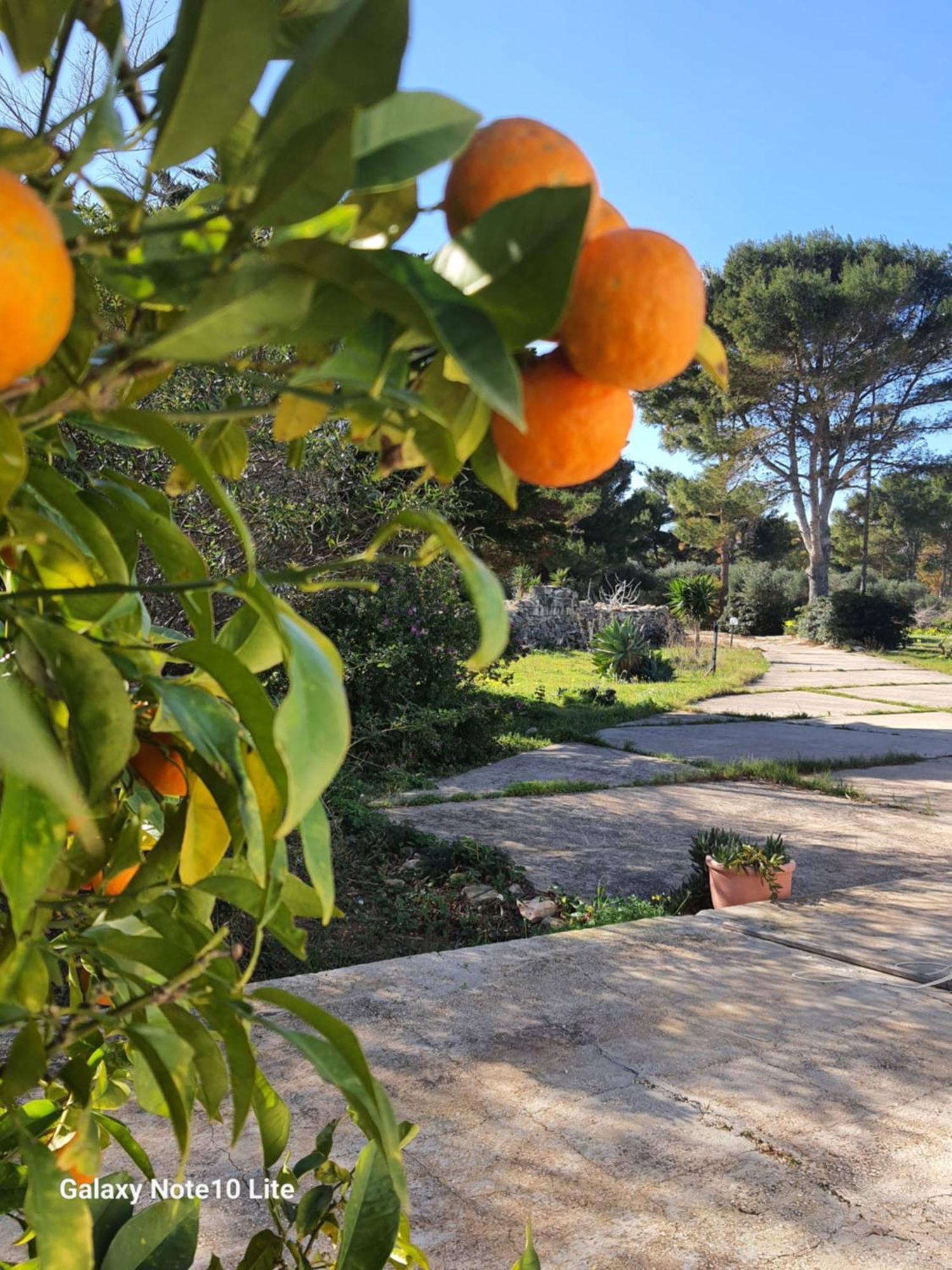 הוילה Sogni Nel Blu פאביננה מראה חיצוני תמונה